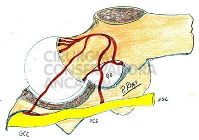 fig.3 Esquema da perfus&Atilde;&pound;o arterial da cabe&Atilde;&sect;a do f&Atilde;&copy;mur na crian&Atilde;&sect;a