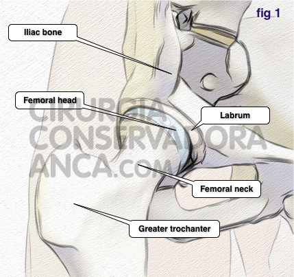 cirurgiaconservadoraanca normal hip fig1